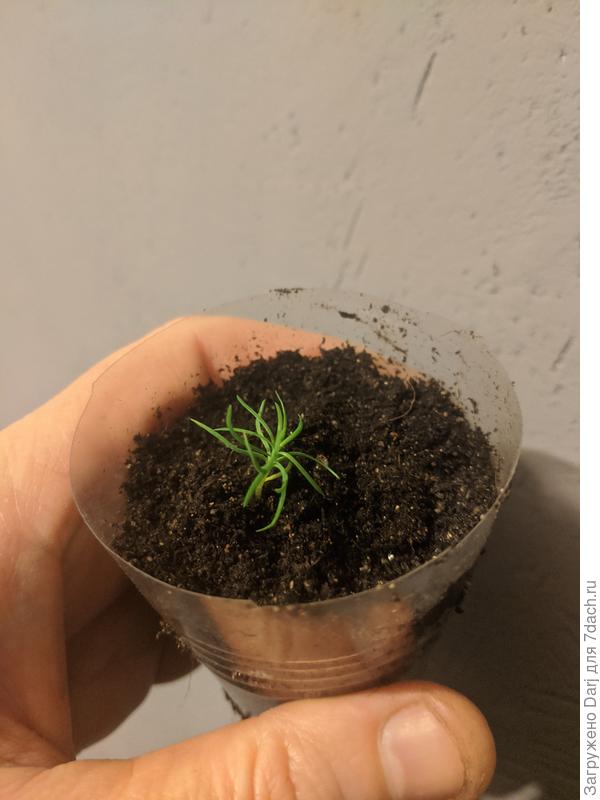 Раз засланец.