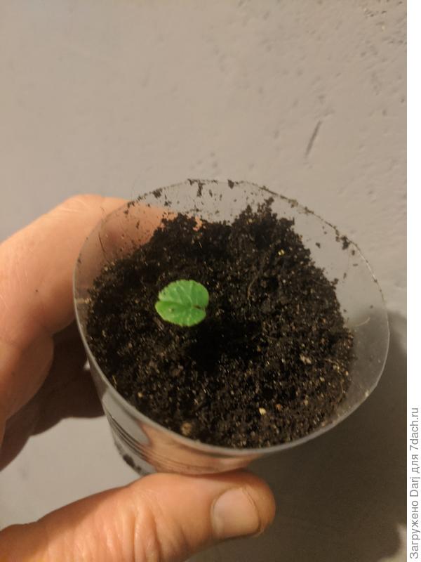 Два засланец.