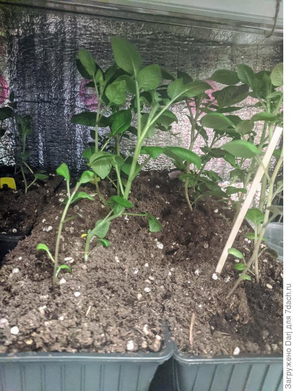 10 марта. Так сейчас выглядит рассада синего картофеля - Гурман. Высота около 15 см.