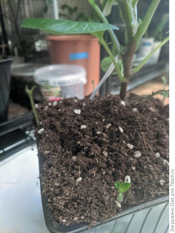 Розовый картофель активно выпускает новые ростки из земли. Значит там клубеньки? Надо опять переваливать в какую-то большую тару...