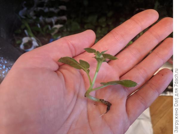 При последней перевалке сломала один росток. Поставила его укореняться. Вполне удачно пока. Пустил корешок.