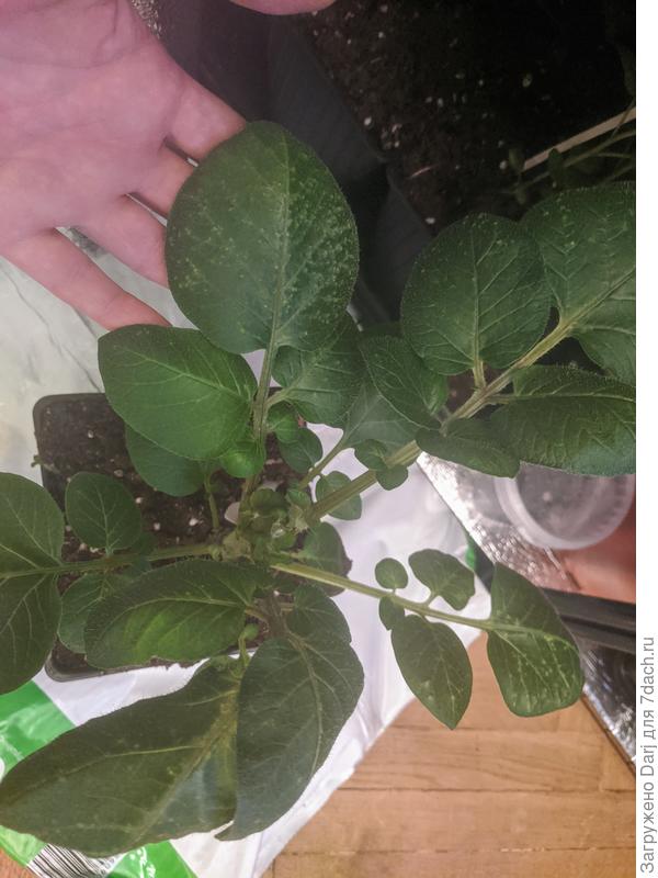 Розовый - Элексир - мощнее. Залила его, на листьях появились вот такие пупырки