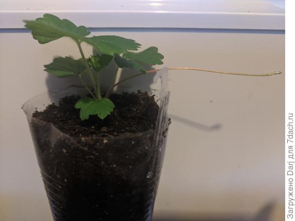 Одна земклуника то ли ус выкинула, то ли бутон. Не понятно пока.