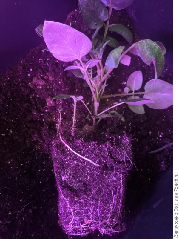 Вот он, красавчик.