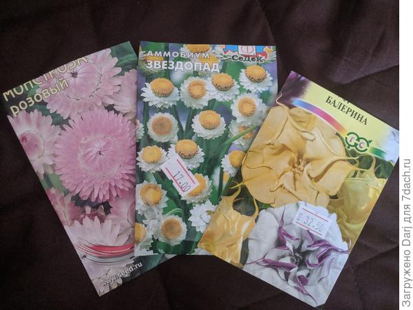 Веселье продолжается! Гелихризум, аммобиум, датура (дурман). Посеяны.