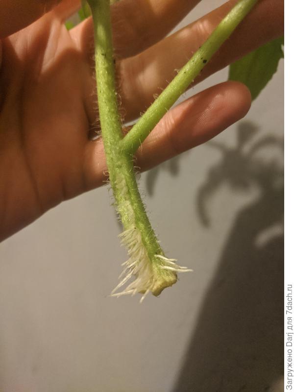 Переросток бычьего сердца. Обрезала, поставила в воду, дал корни.