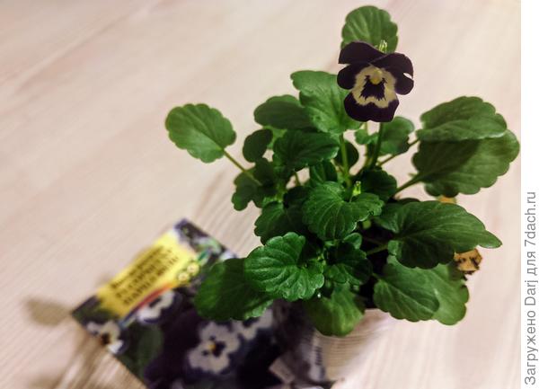 Виола рогатая F1 сорбет хр парад фейс от Гавриша. Посев 11 января.