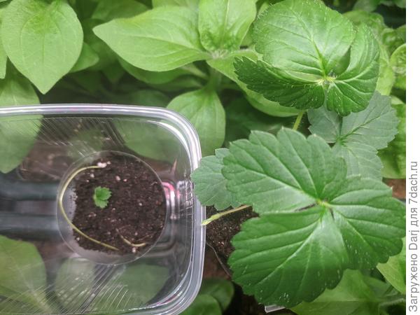 Пенелопа и её усы. (На заднем фоне петуньки)