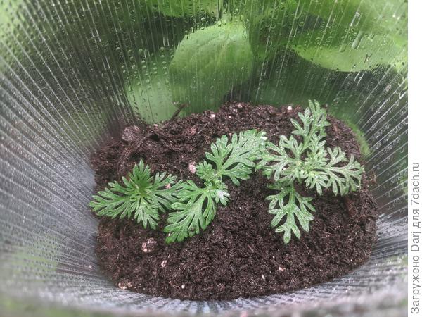 Вербена тонкорассеченная. Очень хочется корешков...