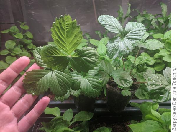 Справа крупноплодная Фреска, слева мелкоплодная Холидей. Посев 28 декабря.