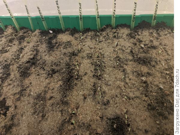 Трубадур крайний слева. По центру видны три ряда обильных всходов. Левый - свои семена. Дальше Аметист и Гранат от Гавриша.