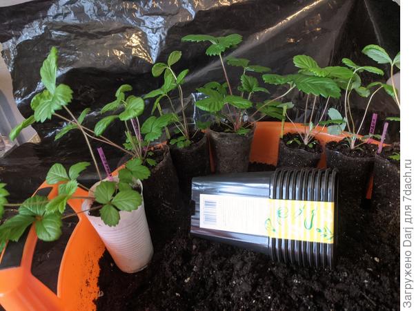 Мелкоплодная белая &quot;Холидей&quot;. Январский посев.