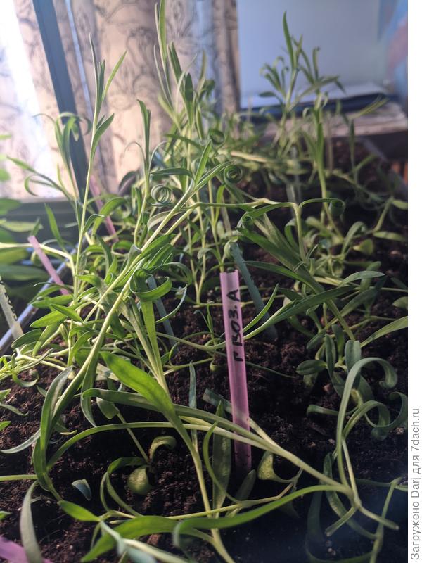 Гвоздика садовая. Сейчас думаю - и зачем я её посеяла... Летом буду радоваться, что она есть