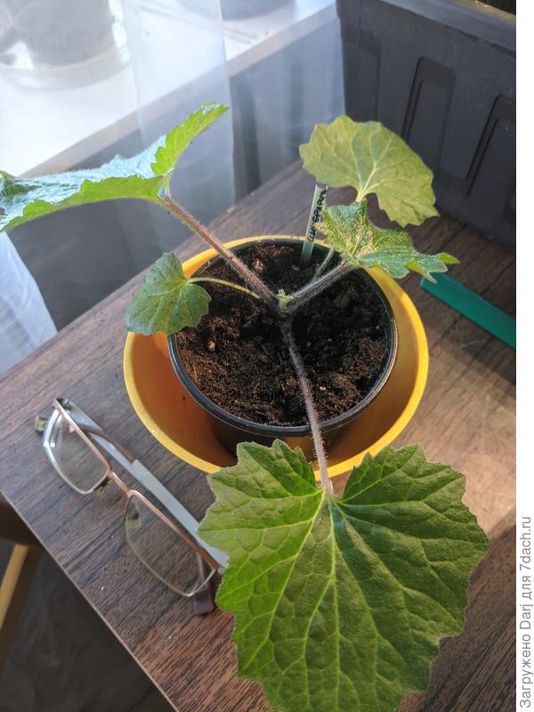 А это цинерария. Принес коллега. В обмен на петунью. Очки для масштаба.