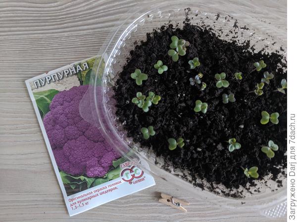 Перед пикировкой. Капуста