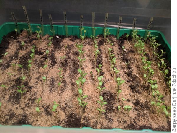 Сеянцы астры