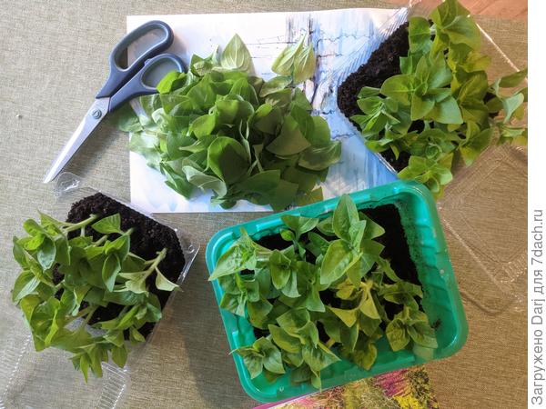 Обчикрыжила и воткнула в землю