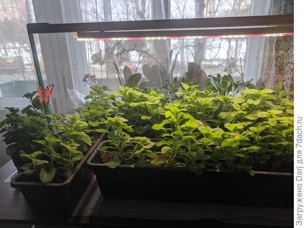 А это родители