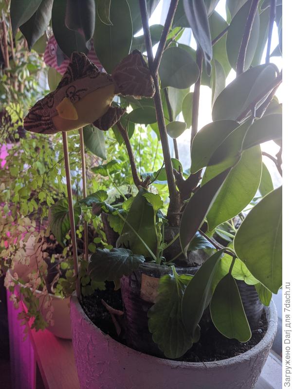 Надеюсь, фикус не сильно обиделся. Все приствольных круги крупных растений заставлены стаканчиками с мелочью.