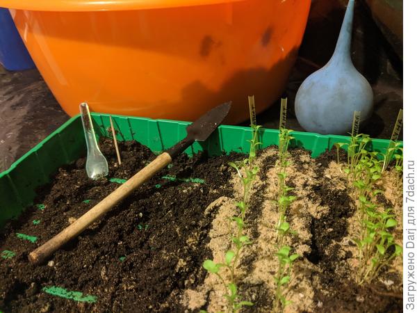 Пикирую астры