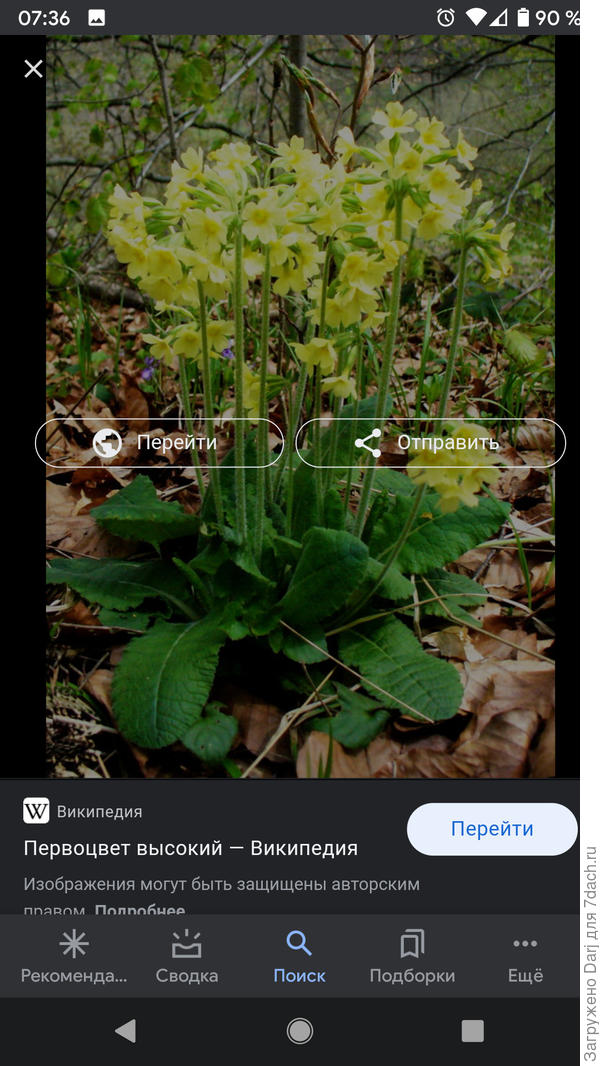 А это дикорастущая. У нас такие на газоне под окном кто-то высадил