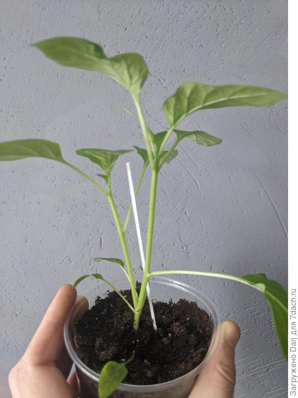 Рамиро с тремя семядольными листиками