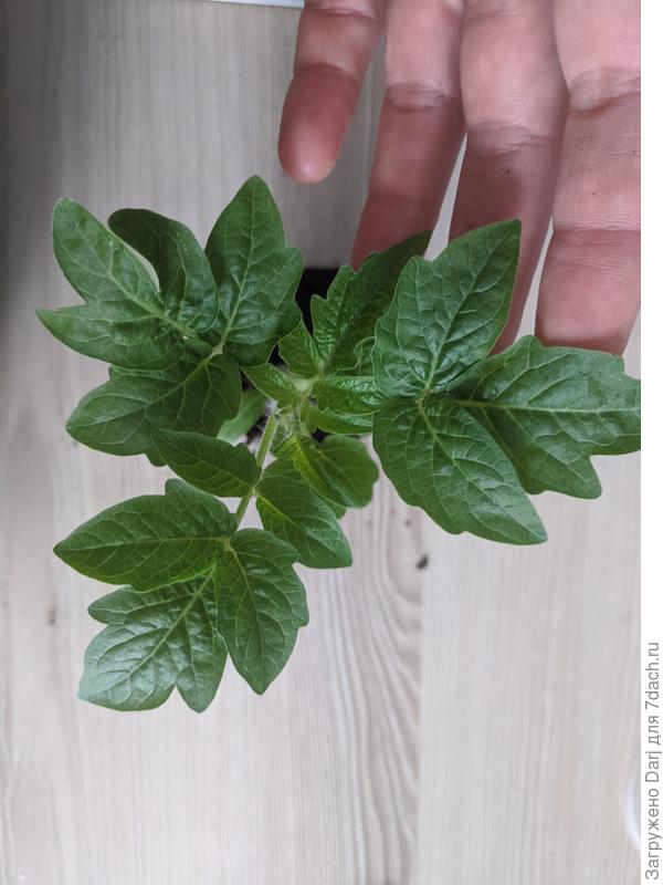 Томат Спящая Леди