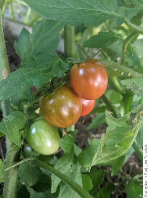 Черри кумато