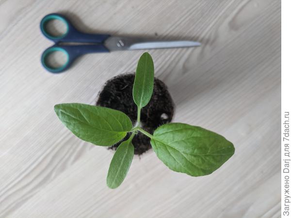 Томат Винтажное Вино