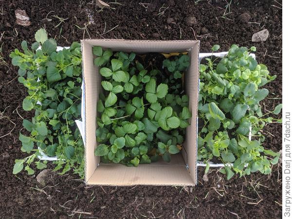 Анютины глазки и земляника. Первые полярники на месте. Первую минусовую ночь пережили отлично. В теплице под дугами и спанбондом.