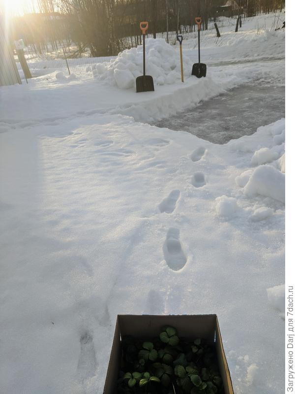 Это я несу в теплицу постояльцев.