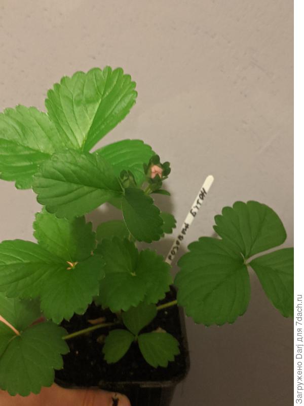 Крупноплодная земляника "Флориан"