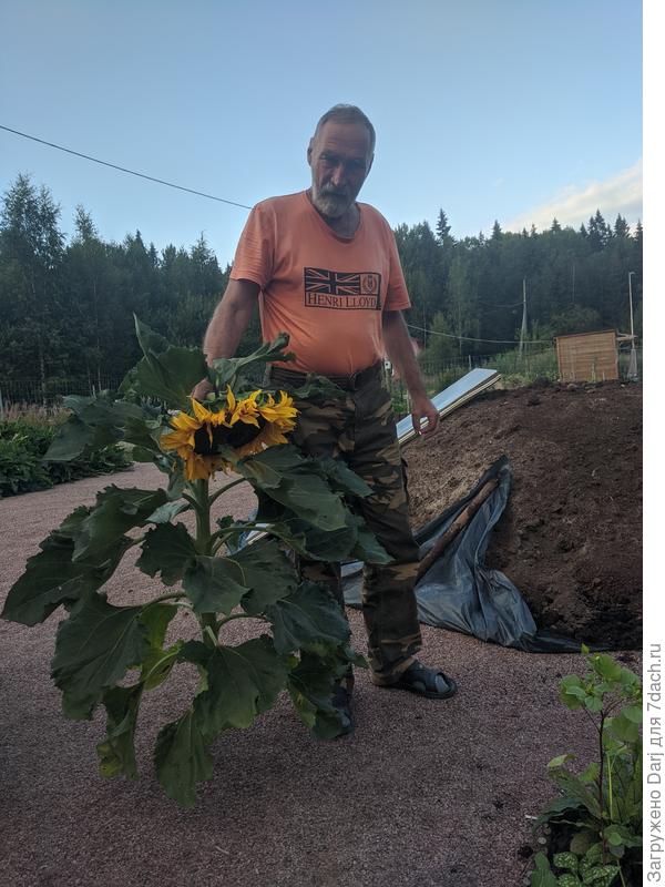 Декоративный подсолнечник Солнечный зайчик. Описание сорта, выращивание ...