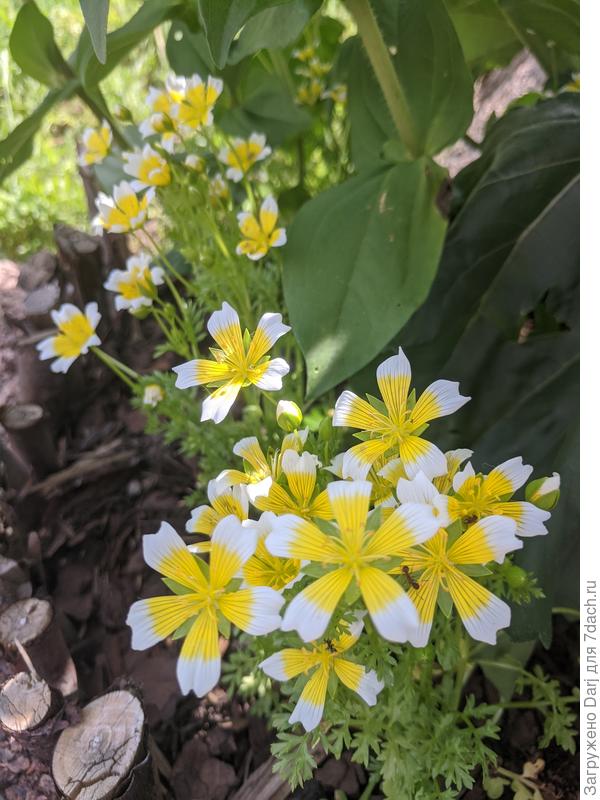 Лимнантес в тени подсолнуха