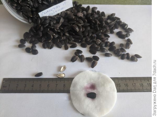 Семена &quot;зайчика&quot;