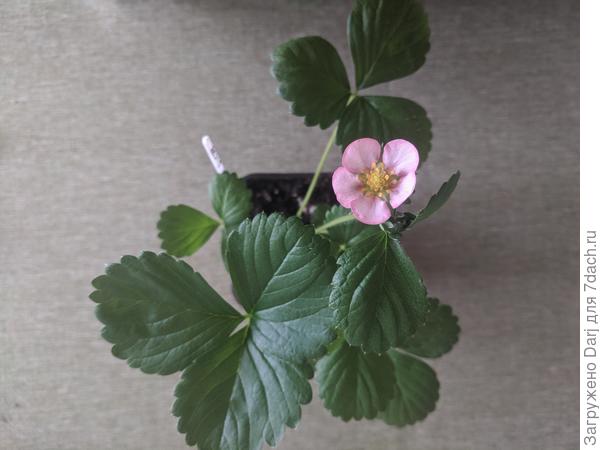 "Флориан". Первый кустик с розовым цветком.