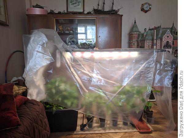 Новый домик для перцев.