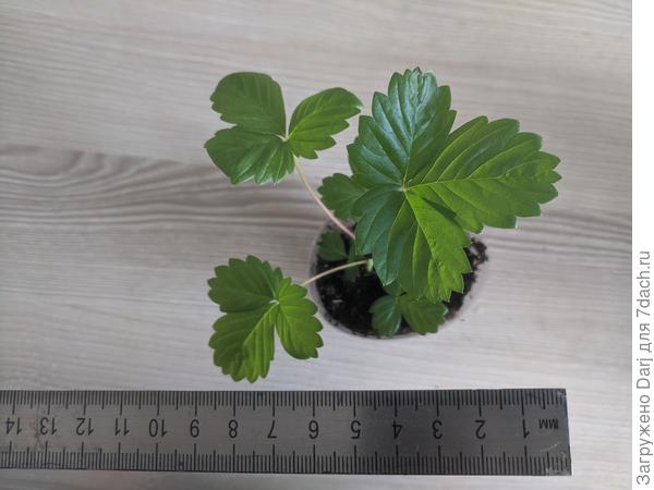 Али-Баба и линейка