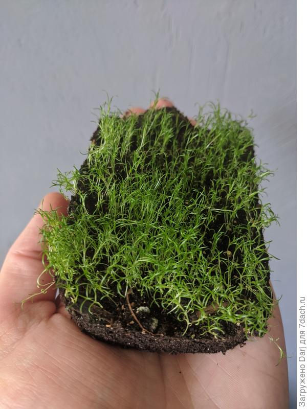 Мшанковый тортик.