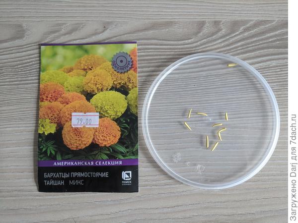 Впервые вижу семена бархатц в оболочке...