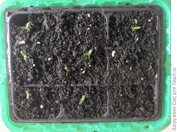 Бархатцы Тайшан. 8 из 10-ти.