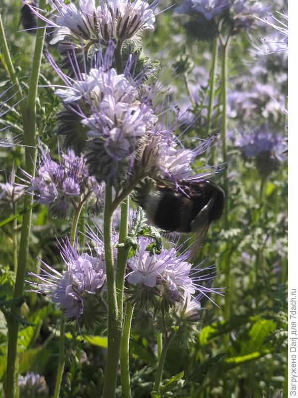 20 июня. Так ничего и не посадила на этом месте. Фацелия дважды выросла за лето.