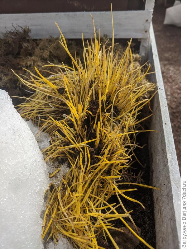 Проросшее пучком глубоко в земле зерно ржи, посеянное как сидерат в теплицежи