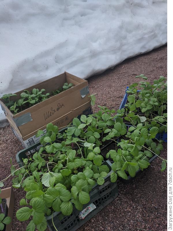 А это новички. Выгрузились из машины, с ужасом озираются...