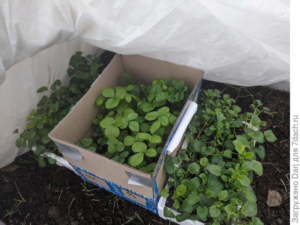 Старички. Уже 7 дней в теплице.