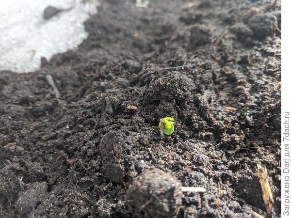 Редиска всходит.