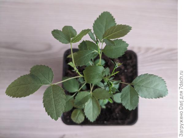 Мини розочка