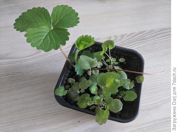 Гейхера и её гость...