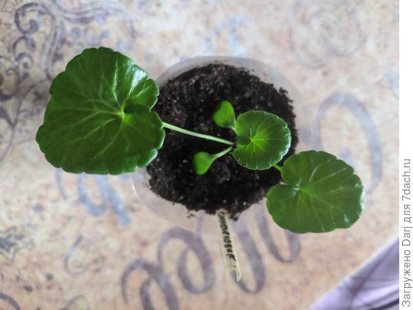 Гигантский синеголовик. Пока ещё кроха