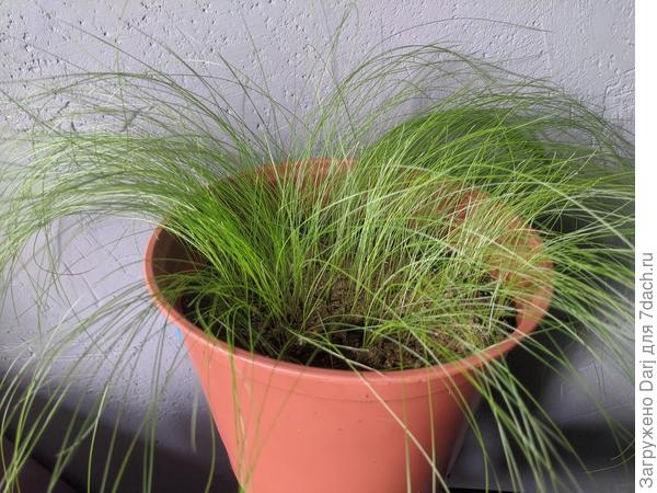 Зелёное облачко ковыля